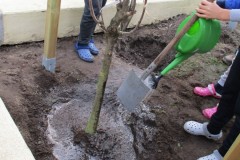 Nach dem Einpflanzen gibt es erstmal viel Wasser