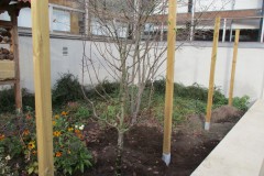 Hoffentlich fühlt der kleine Kirschbaum sich wohl